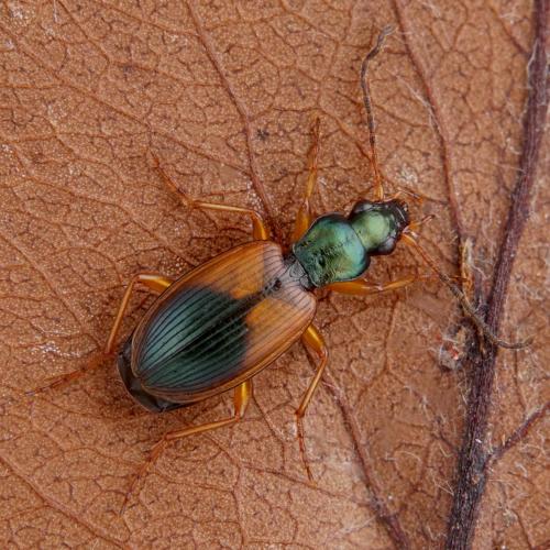 Réf. 269 006 : Anchomenus dorsalis